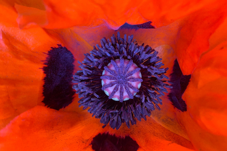 Blüte einer Mohnblume - Traum(a) – Talk im Stadtteilzentrum Schöneberg