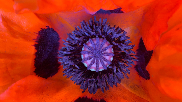 Blüte einer Mohnblume - Traum(a) – Talk im Stadtteilzentrum Schöneberg
